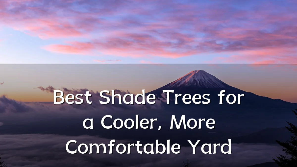 Best Shade Trees for a Cooler, More Comfortable Yard