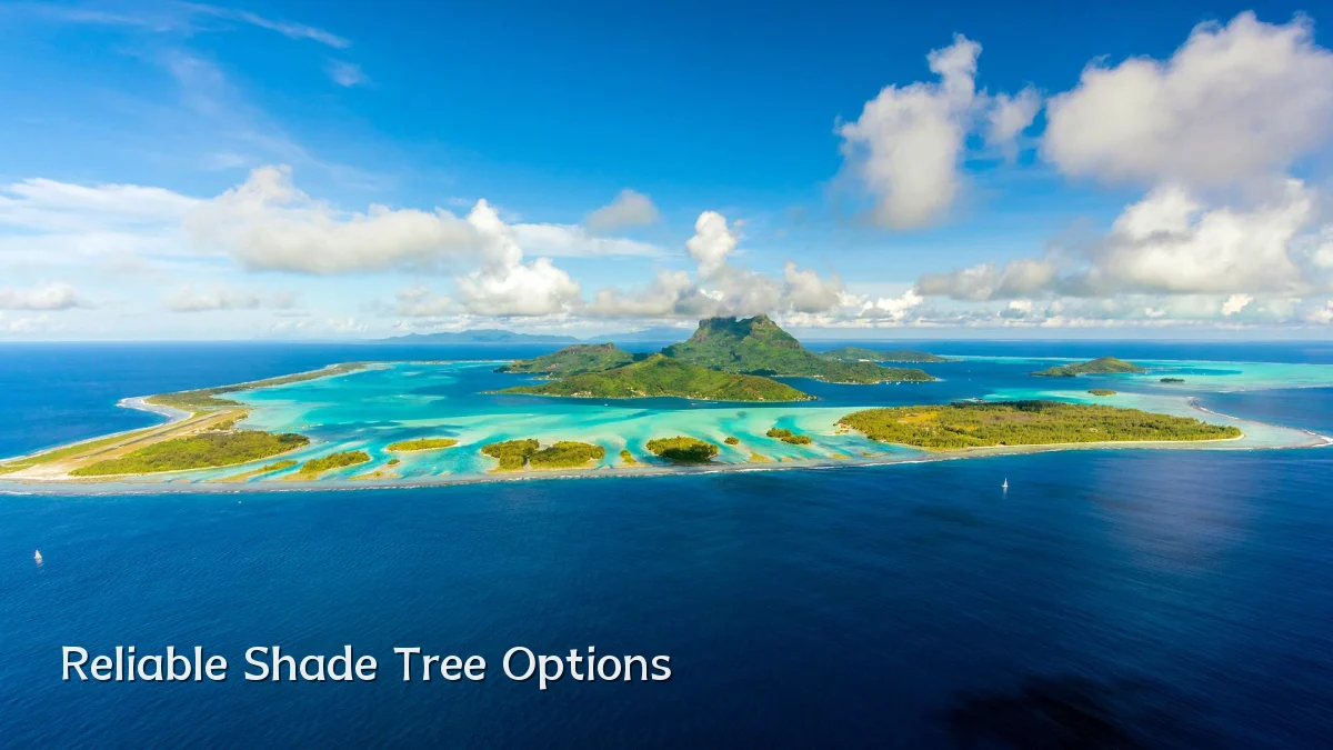 Reliable Shade Tree Options
